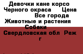 Девочки кане корсо. Черного окраса.  › Цена ­ 65 000 - Все города Животные и растения » Собаки   . Свердловская обл.,Реж г.